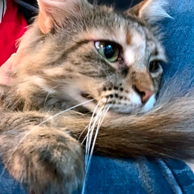 Photo of Apollo