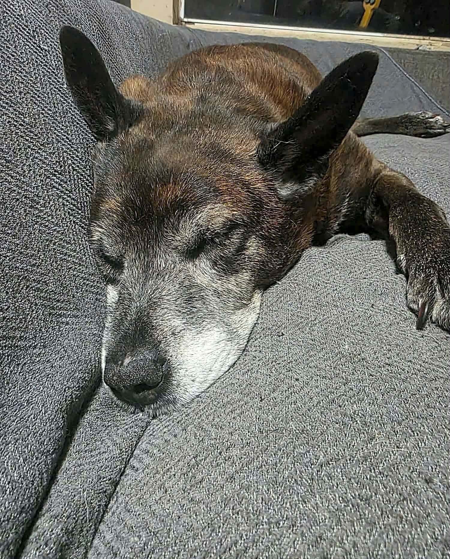 Photo of Lucy