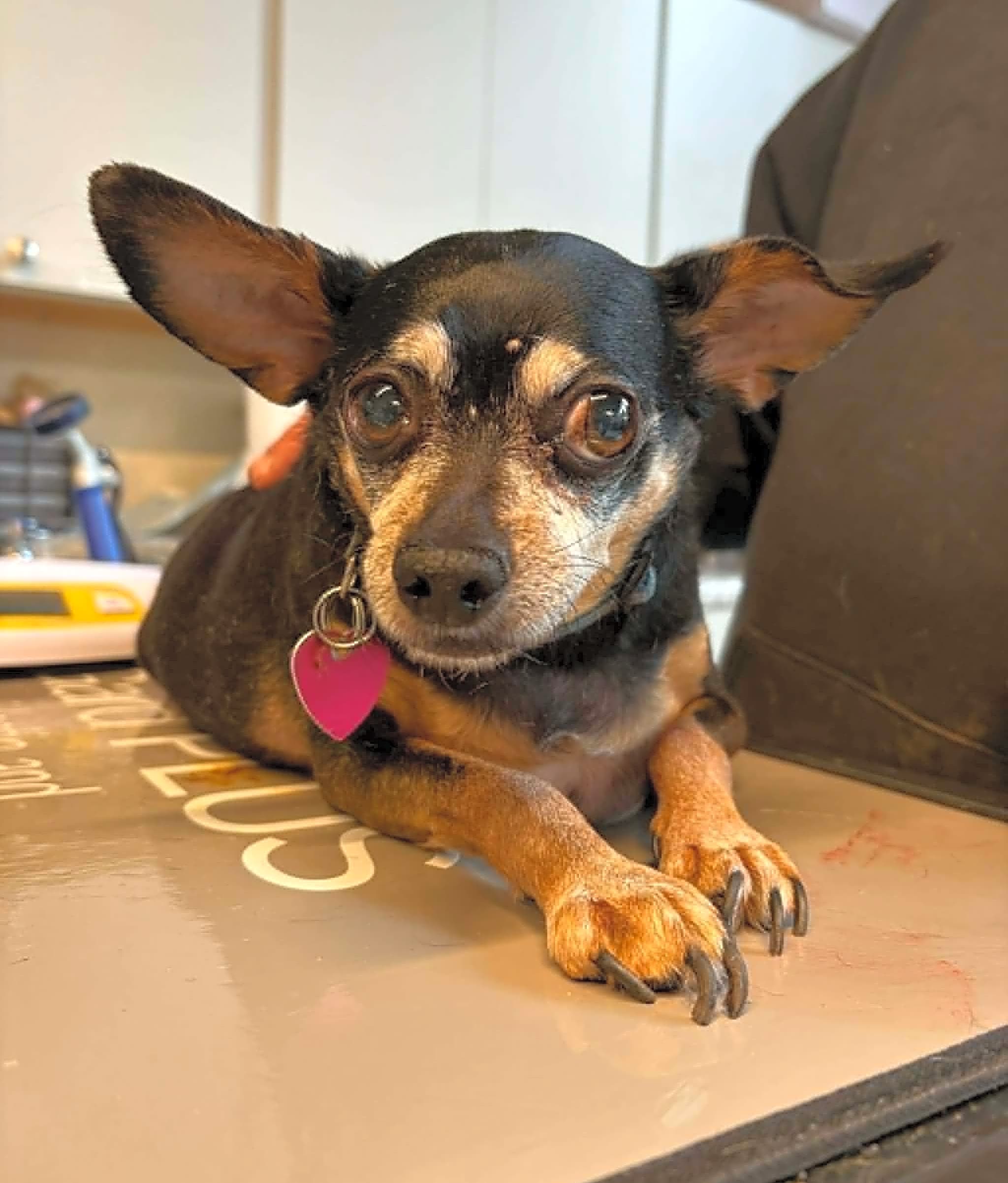 Photo of Chico