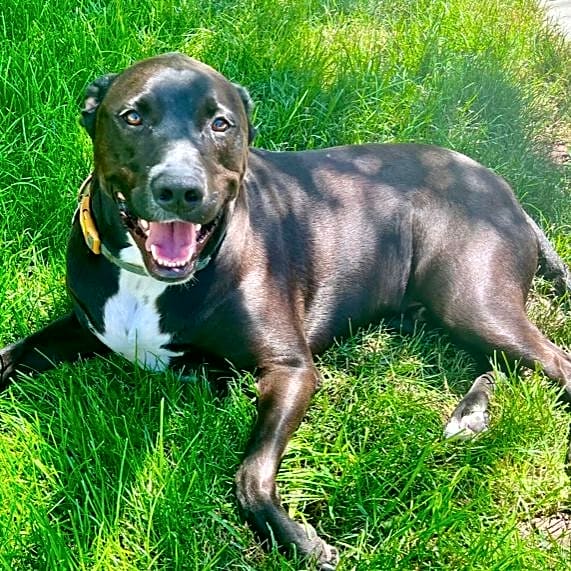 Photo of Ranger