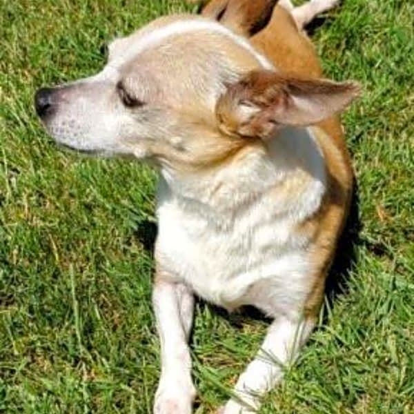 Photo of Millie