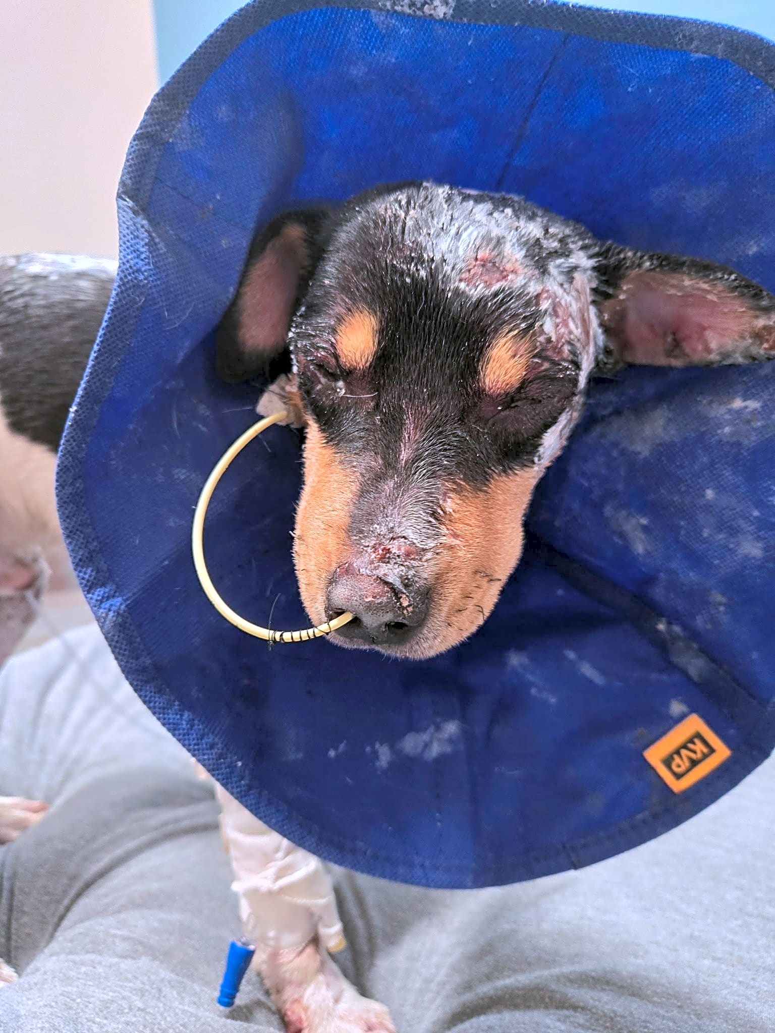 Photo of Rocky