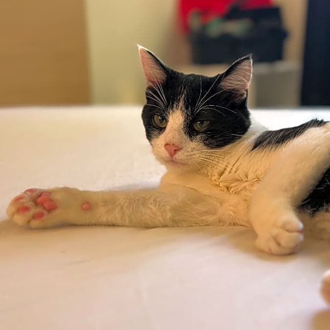 Photo of Pickles