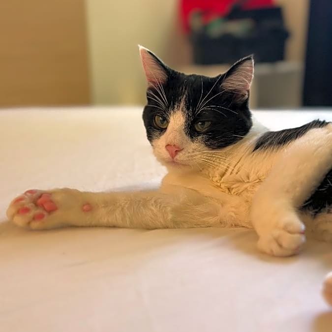 Photo of Pickles