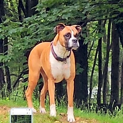 Photo of Nala
