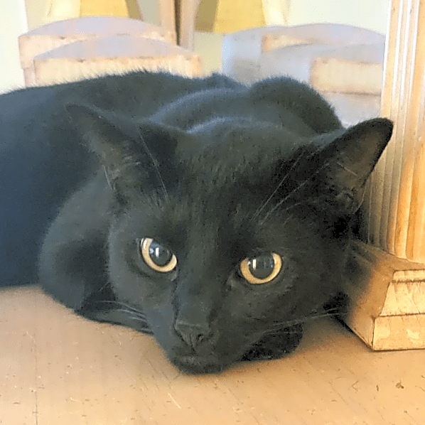 Photo of Onyx