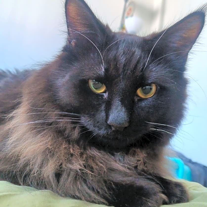 Photo of Mister