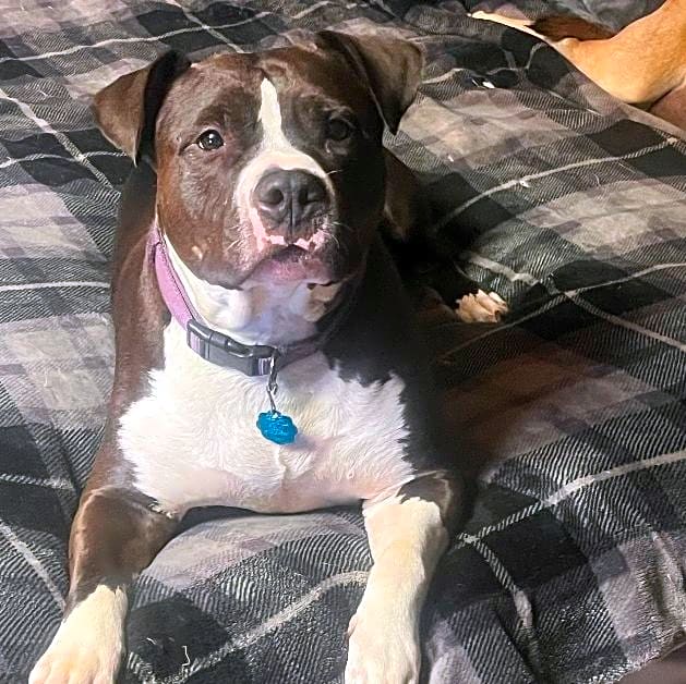 Photo of Stella