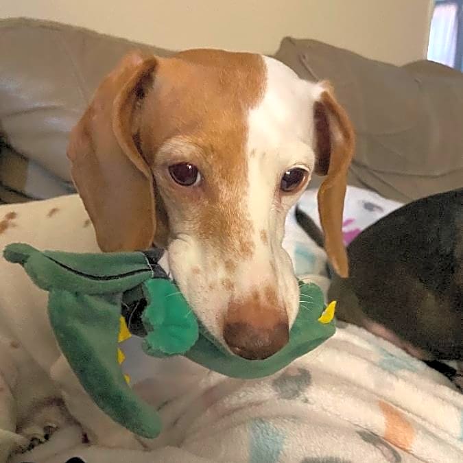 Photo of Daisy