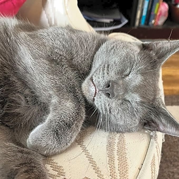 Photo of Shadow