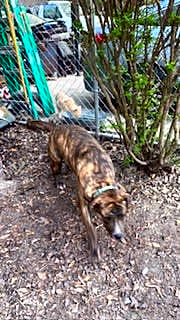 Photo of Charlie
