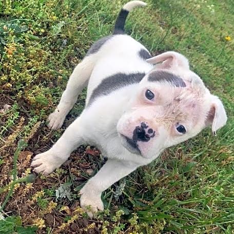 Photo of Buck