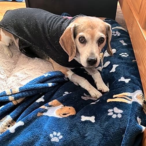 Photo of Boomer