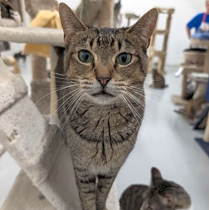 Photo of Saffron