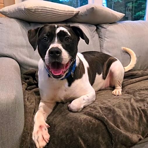 Photo of Oreo