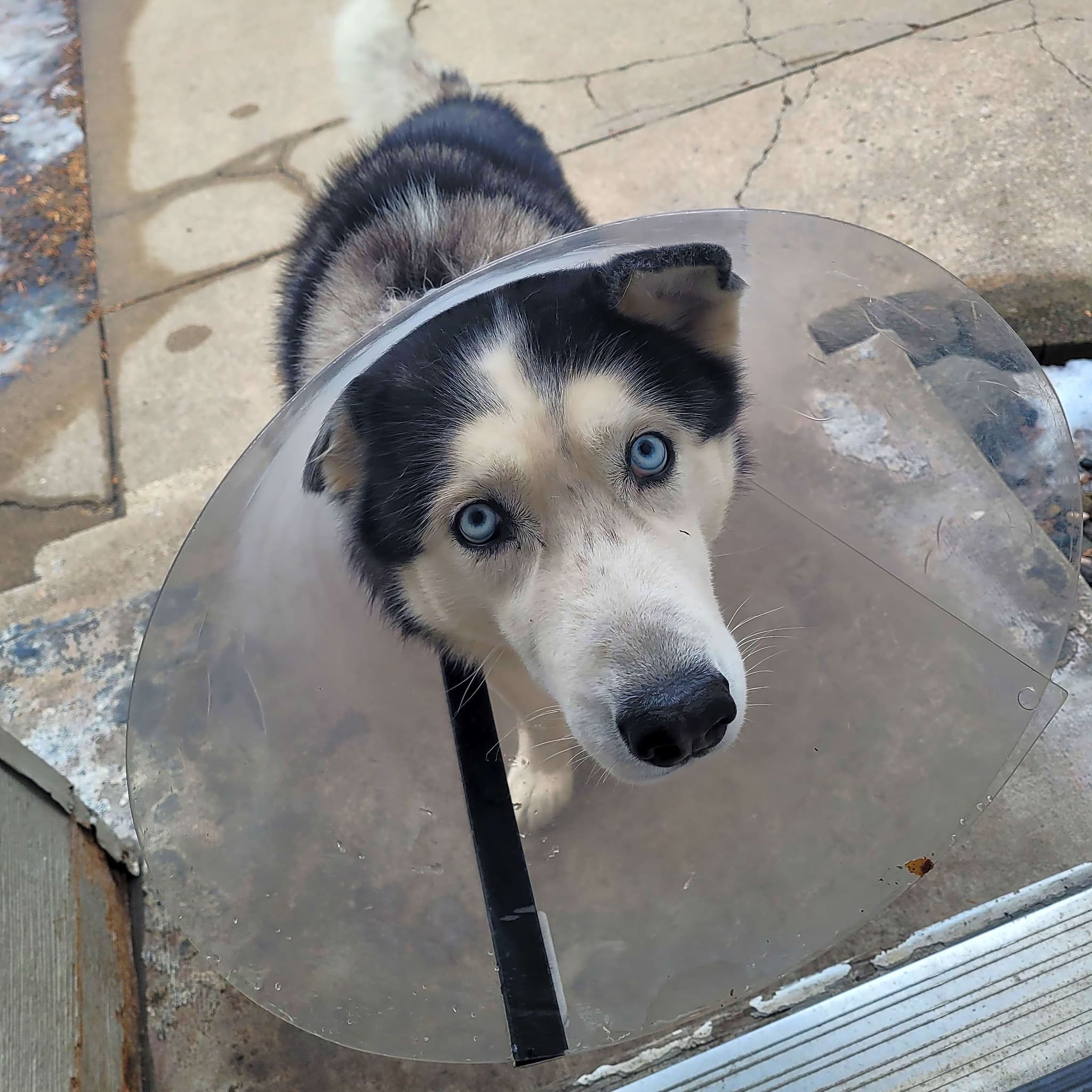 Photo of Rocky