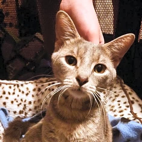 Photo of Mama Nikki & Kittens