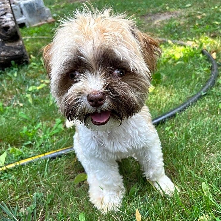 Photo of Oliver