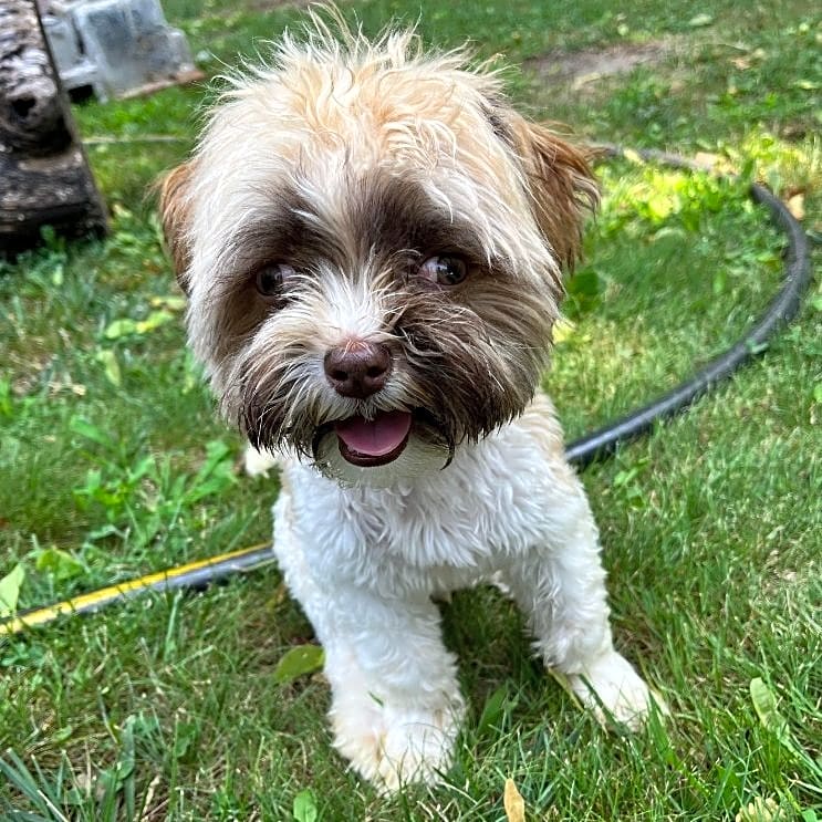 Photo of Oliver