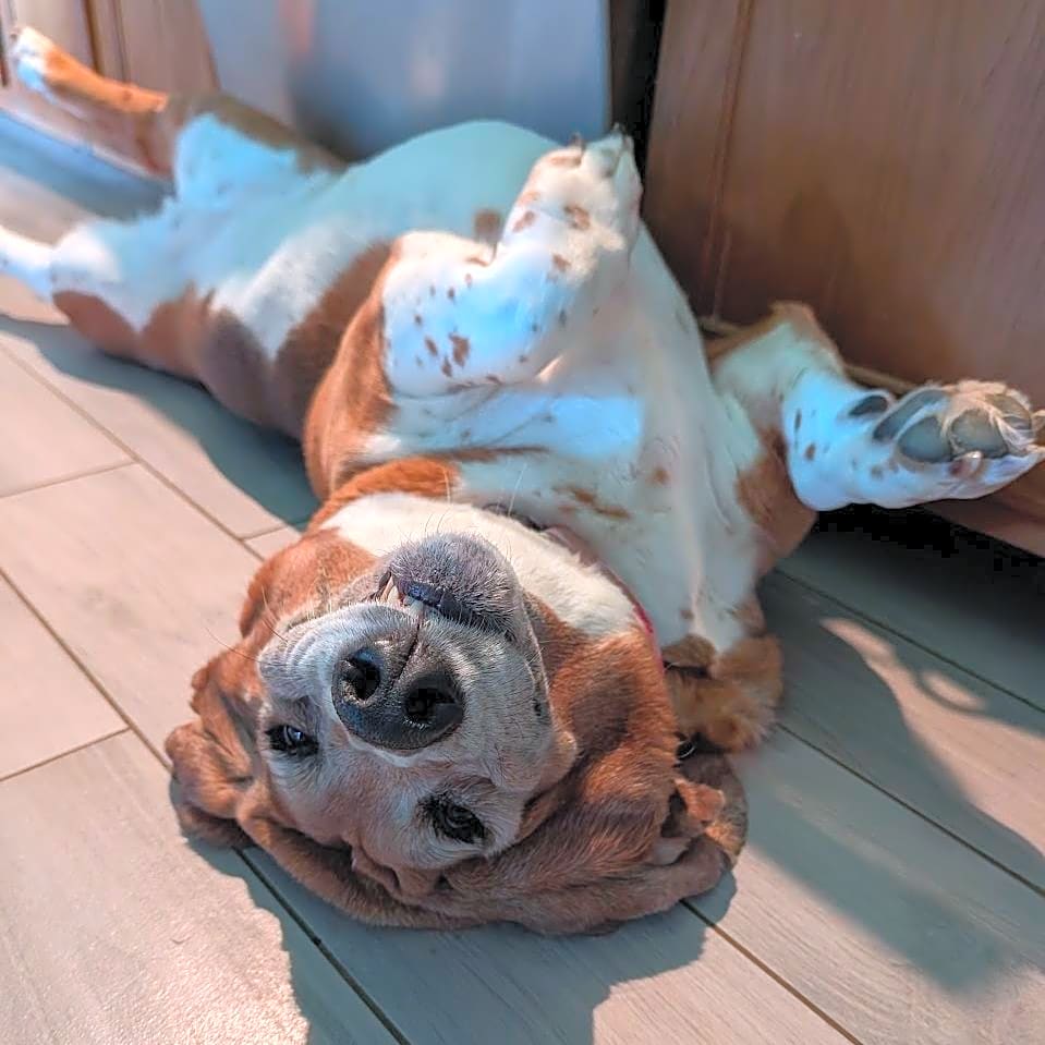 Photo of Lady Charlie