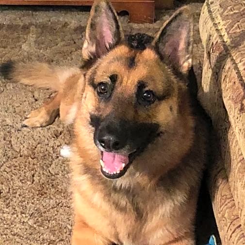 Photo of Sheba