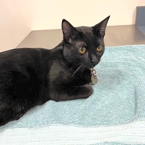 Photo of Binx