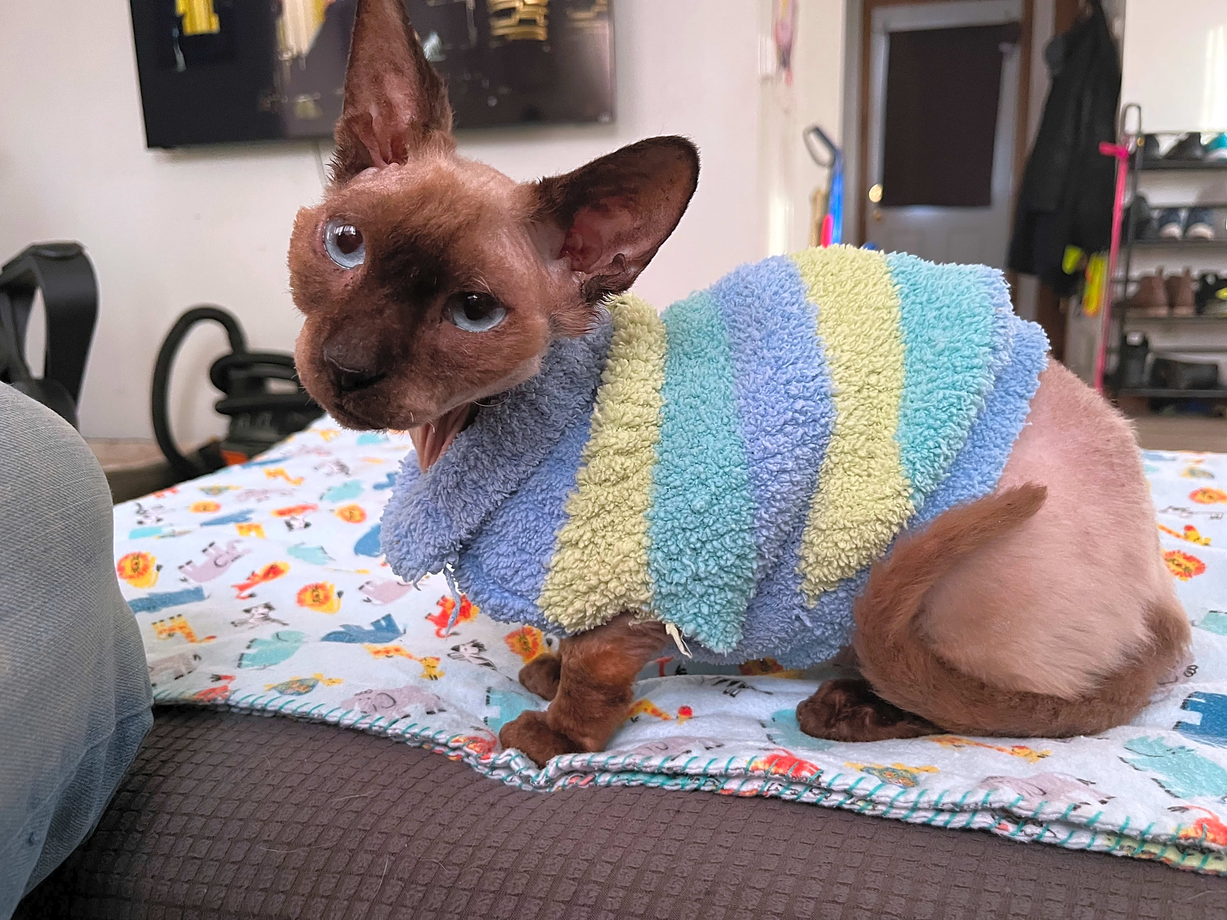 Photo of Romeo