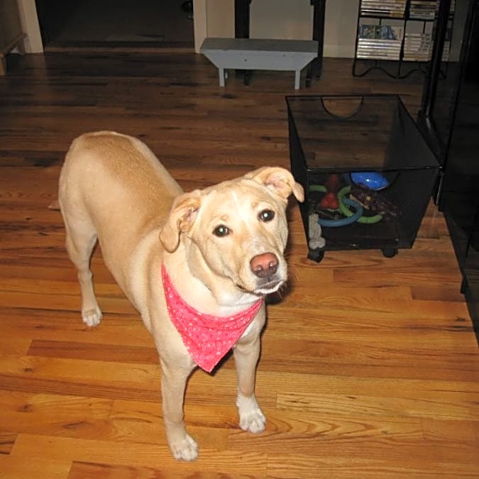 Photo of Biscuit