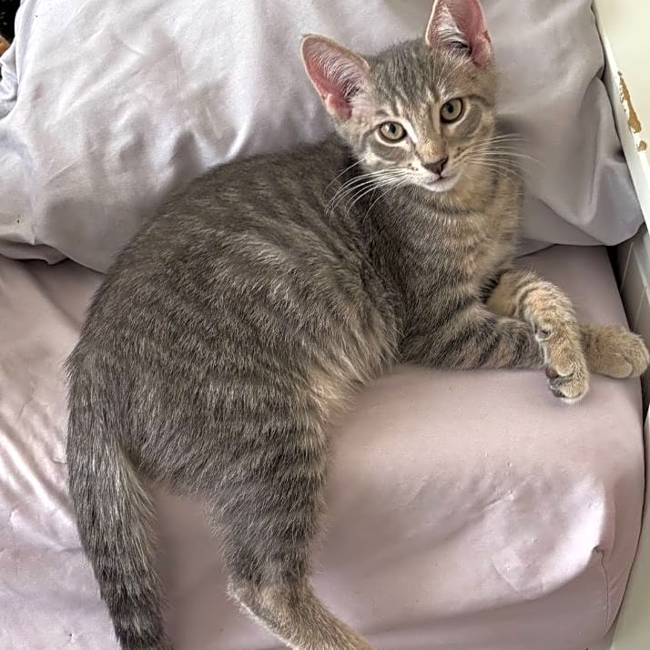 Photo of Felix