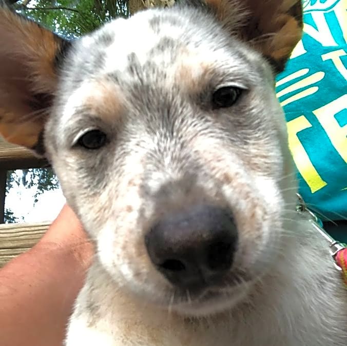 Photo of Remi