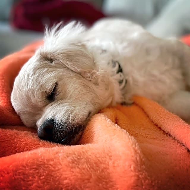 Photo of Teddy