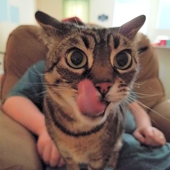 Photo of Pocket aka Kitty Girl
