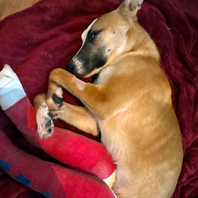 Photo of Brownie