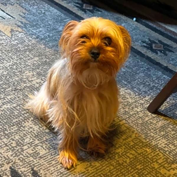 Photo of Toast