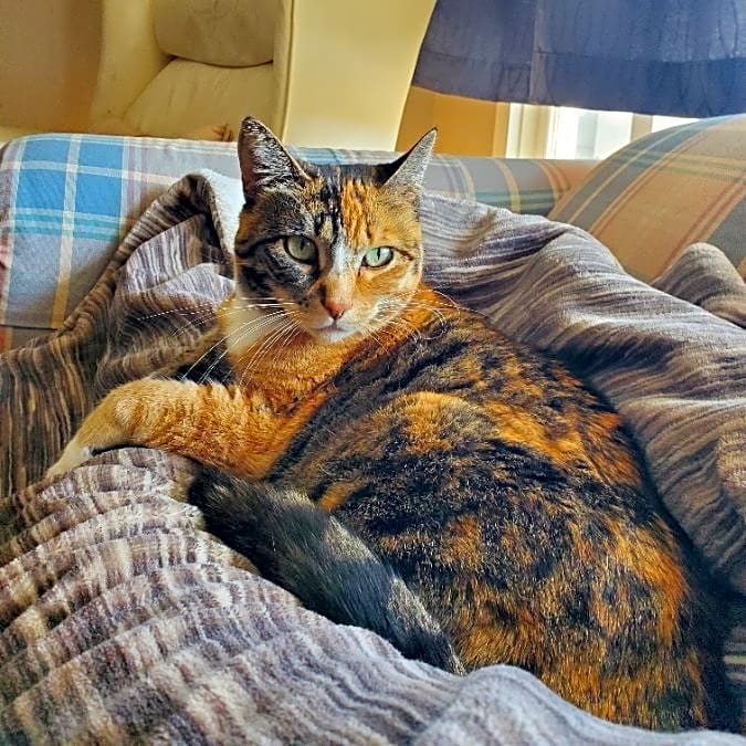 Photo of Primrose