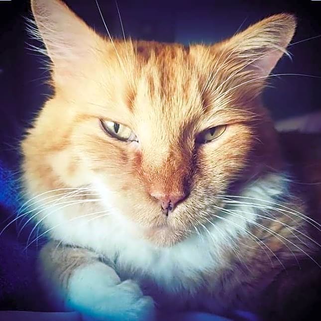 Photo of Meatball