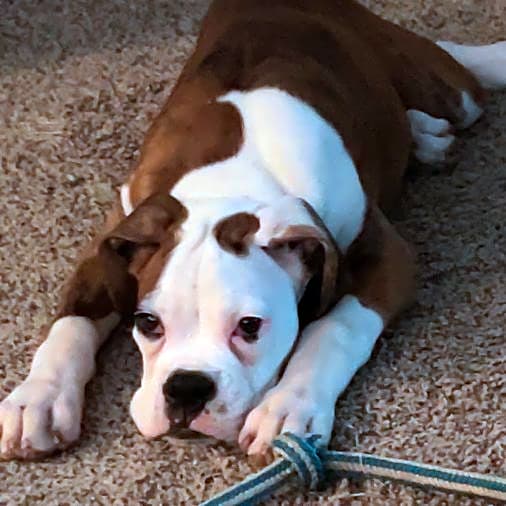 Photo of Tucker