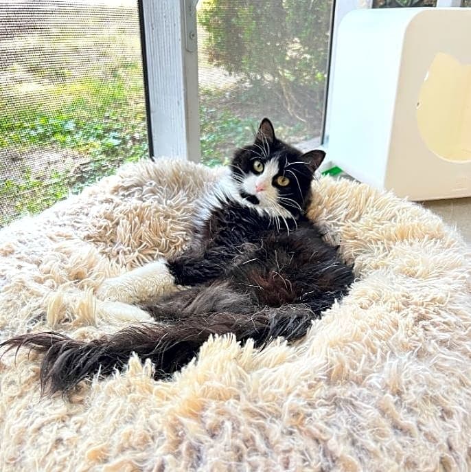 Photo of Biscuit