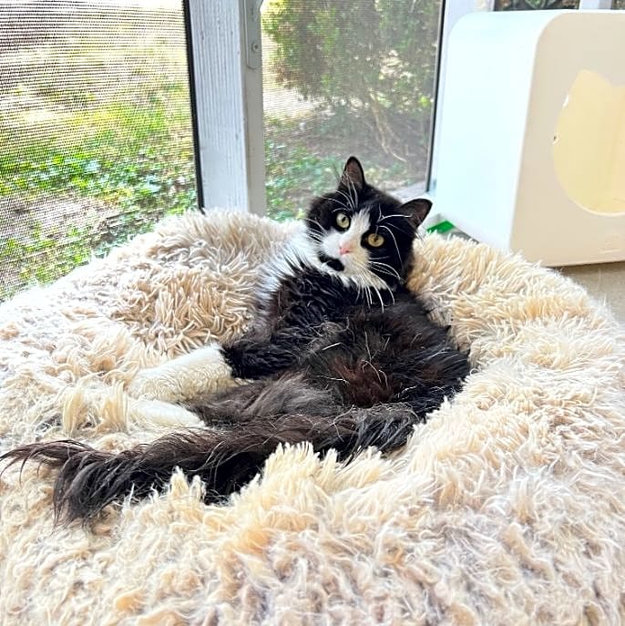 Photo of Biscuit