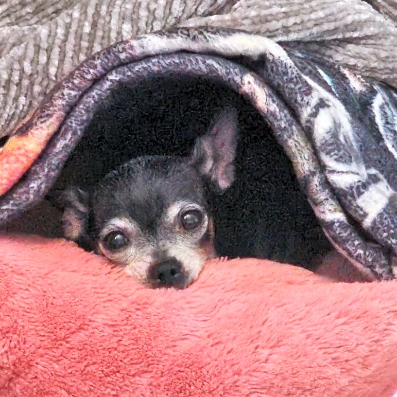 Photo of Max