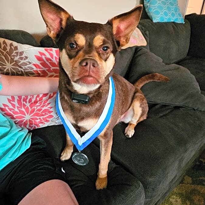 Photo of Pepper Cutie Pie Peterson