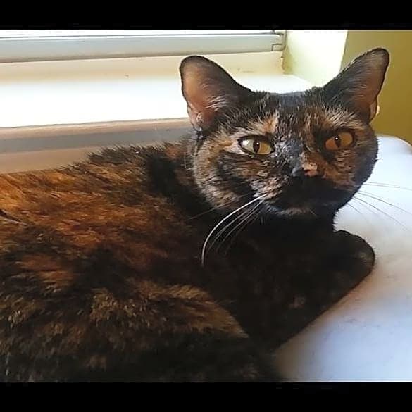 Photo of Moe
