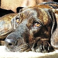 Photo of Kousa