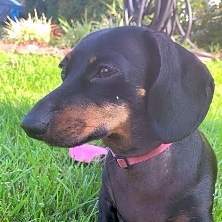 Photo of Nellie