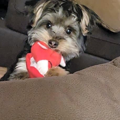 Photo of Pancho