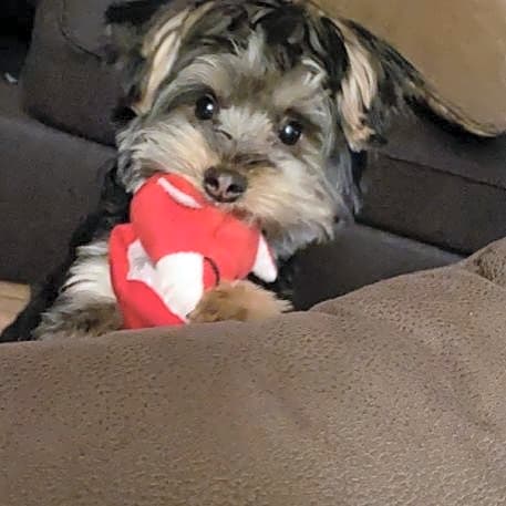 Photo of Pancho