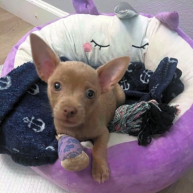 Photo of Lola