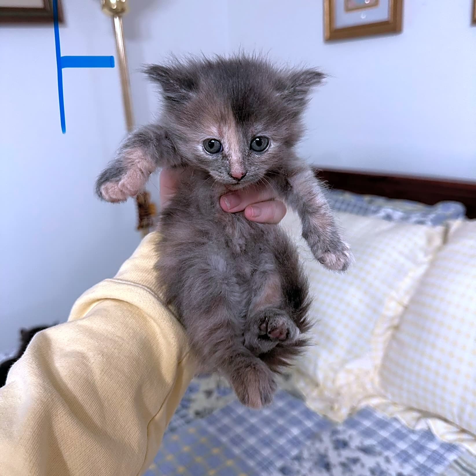 Photo of Honey