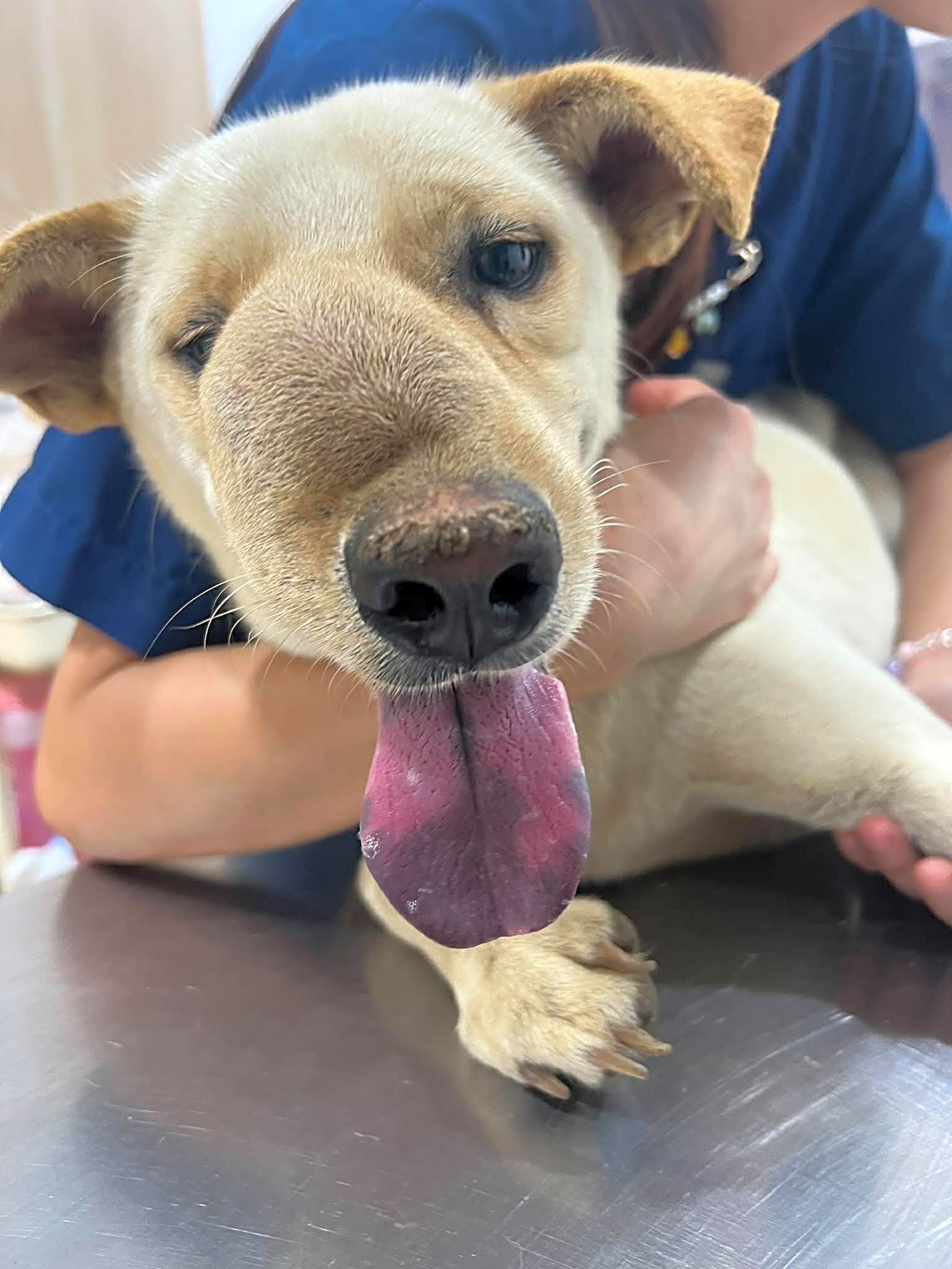 Photo of Cooper