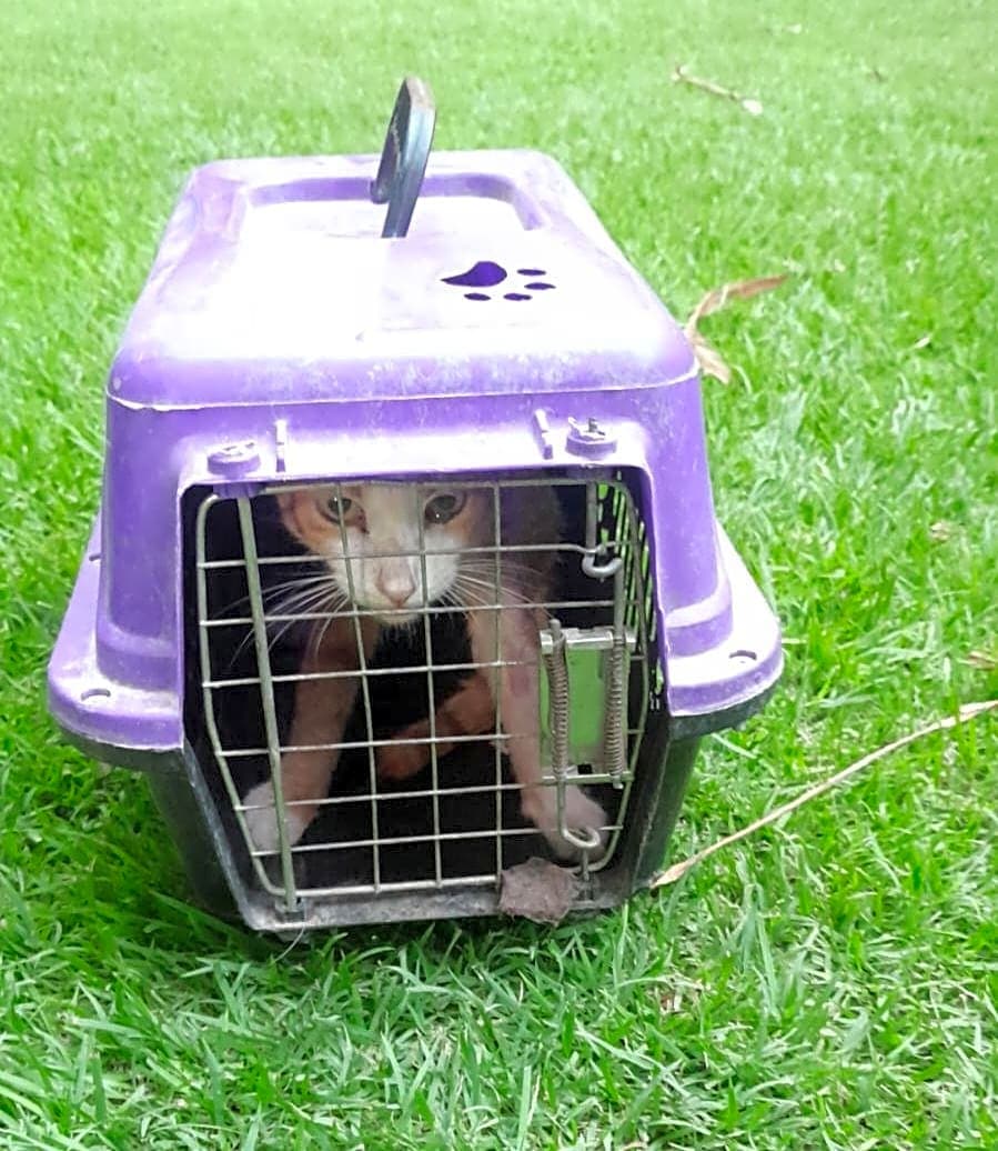 Photo of 2 cats